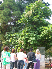 The mother tree: Hiroshima Peace Trees are raised from seeds of this A-bombed tree that is still growing today in the park.
