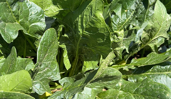 ほうれん草